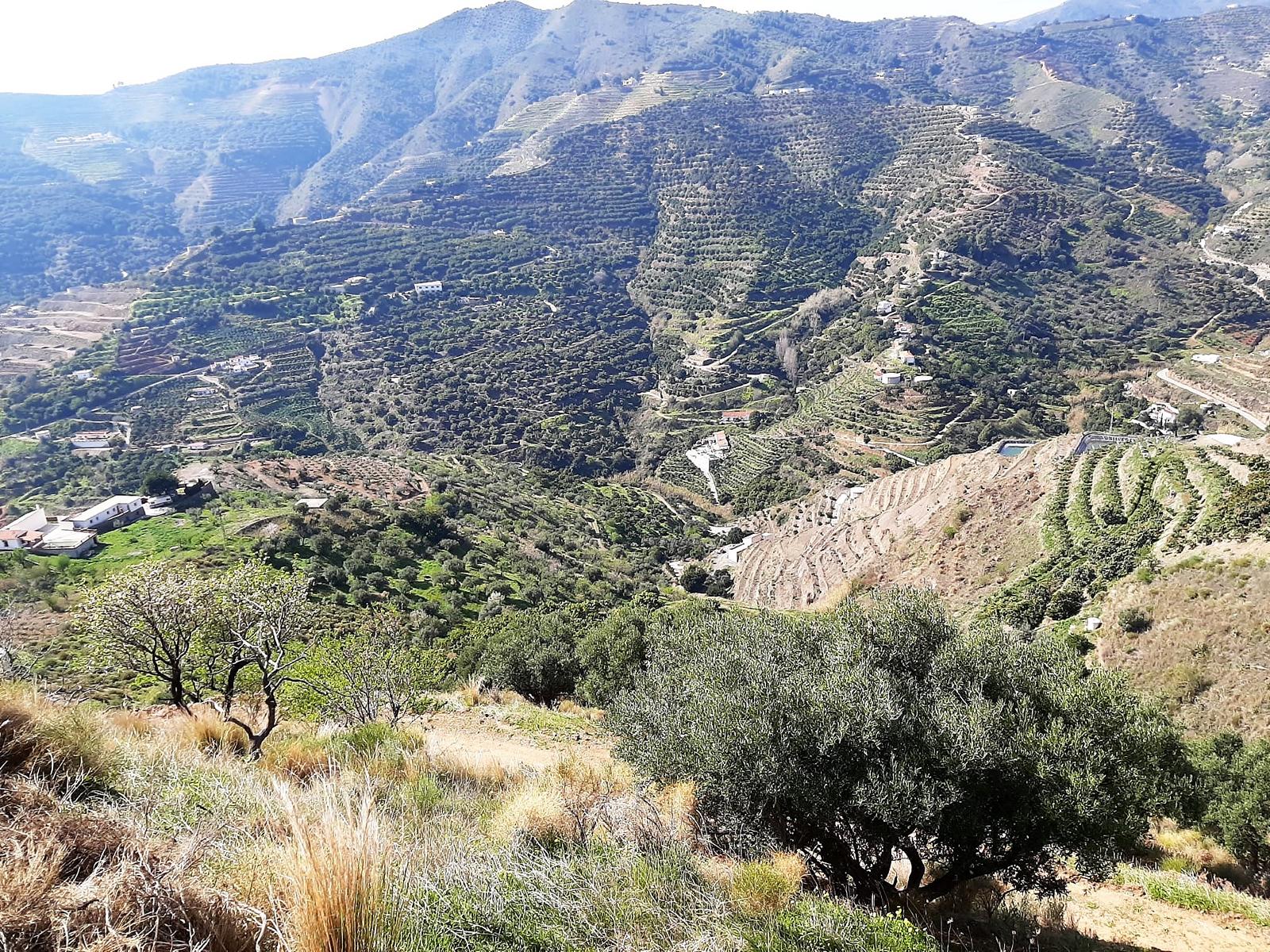Plot of land , Almuñécar, Costa Tropical, Granada